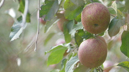 Sweet and organic plums grown at Fu Shou Shan Farm mountain in Taiwan