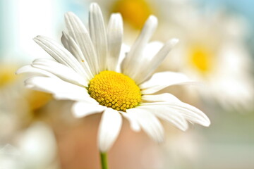 Floral wallpaper. A white daisy close up on a blurred flower field. Selective focus