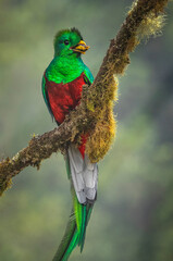 Rsplendent Quetzal 