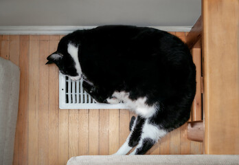 Cat sleeping on AC heat vent or register. Top view of large fat black and white male cat lying...