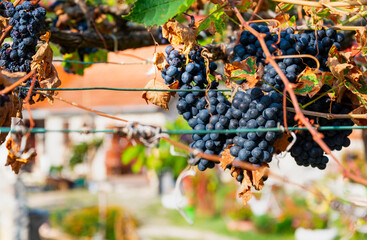 Black Vranac grapes growing from vines at a residential home near Skadar Lake,Montenegro.