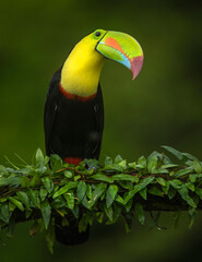 Tucan