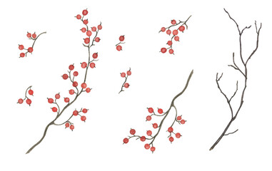 Watercolor painting set  with red berry branches. Design elements.