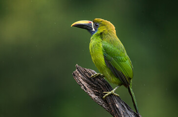 Tucan