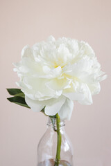 Closeup of beautiful white peony flower in vase on pink pastel background with copy space