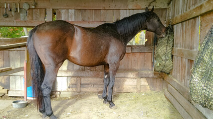 Dark bay horse eating hay in wooden shelter