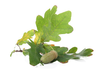 Oak tree branch with leaves and acorn on white background © Pixel-Shot
