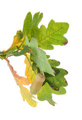 Oak tree branch with green leaves and acorn on white background