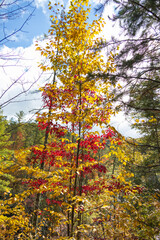Tall trees with yellow fall foliage with blue sky background
