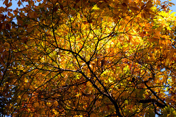 autumn leaves background