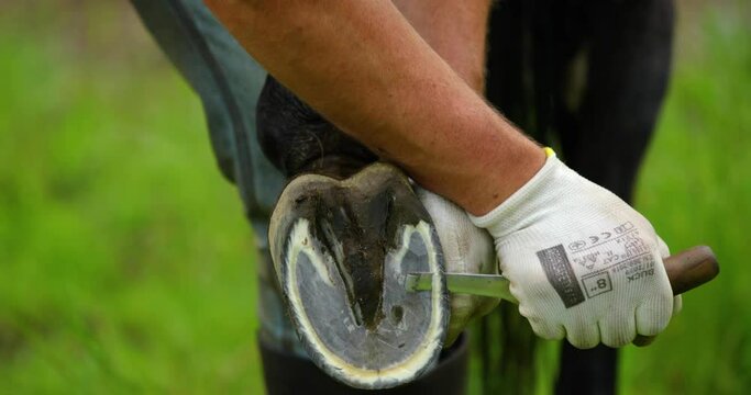 Hand treatment and treatment cleaning the hooves of a brown horse.