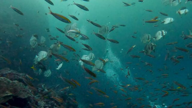 Under water film of a large school of Bat Fish - The Gulf of Thailand in 4K RES