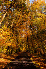 Fototapeta na wymiar Autumn Forest with a path