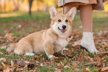 Naklejka na ściany i meble Cute Corgi dog walking with owner in autumn park