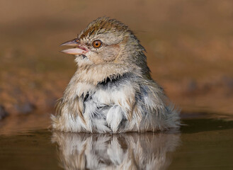 Canyon towhee Getting Ready for Another Dip