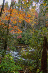 Tall trees with colorful fall foliage and a stream in the forest