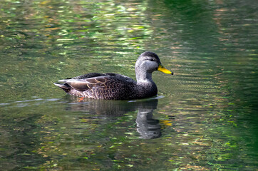 Mallard Duck on a Lake 