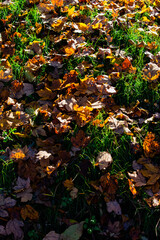 Obraz premium Autumn leaves on the grass