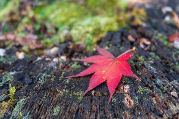紅葉　落ち葉