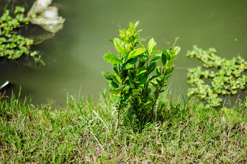 A bunch of small green trees and a water blur behind it