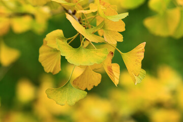 autumn colorful leaves of Ginkgo(Maidenhair) Tree,close-up of yellow with green leaves growing on the branches of the Ginkgo tree at autumn