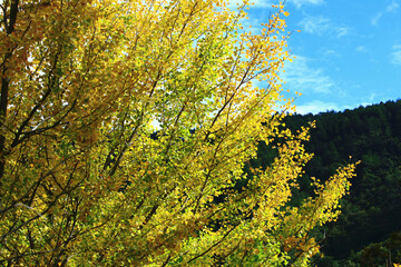 beautiful autumn scenery with Ginkgo(Maidenhair) Tree,view of yellow and green leaves growing on the branches of the Ginkgo tree at a sunny day