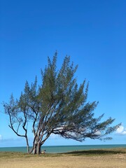 tree on the beach