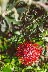 Fototapeta premium native Australian red protea flower outdoor in beautiful tropical backyard