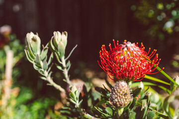 Naklejka na ściany i meble native Australian red protea flower outdoor in beautiful tropical backyard