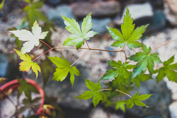 close-up of japanese maple plant shot at shallow depth of field