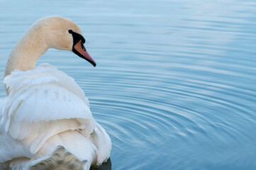 Naklejka premium white swans feather in composition