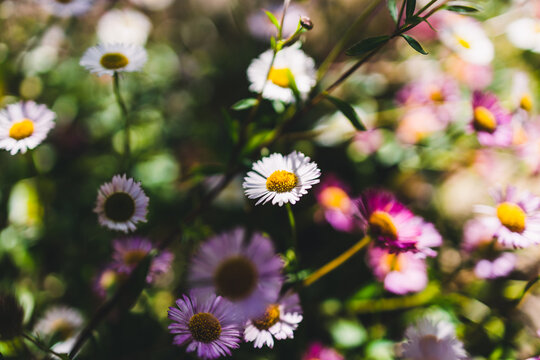 native Australian brachyscome Multifida Cut-Leafed Daisy plant with white and pink flowers