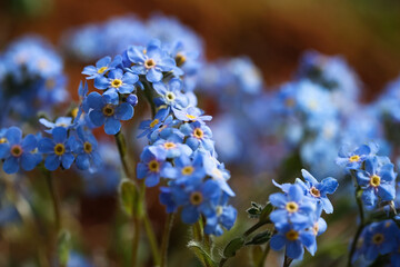 Blooming wild flowers forget-me-not (Myosotis). Beautiful tiny blue flowers close-up. Tundra wildflowers and plants. The nature of Chukotka and polar Siberia. Far North of Russia. Arctic.