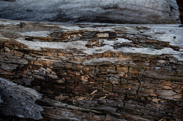 Background texture of an old log of dust