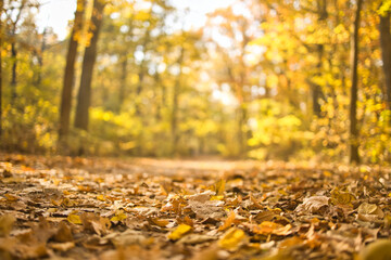 Seasonal nature landscape. Relax closeup scenic with colorful leaves. Close-up of a yellow maple leaf in the bright rays of the autumn sun
