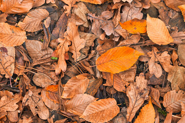 Fallen leaves background from top view. Autumn background yellow golden leaves fallen from a tree, seasonal nature pattern.