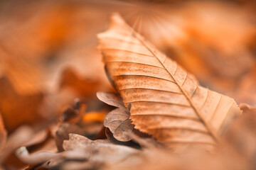 Autumn leaf macro, closeup details of leaf texture, design beautiful nature. Sunny nature autumn texture background.  Dry leaf texture and nature background. Surface of brown leaves material.
