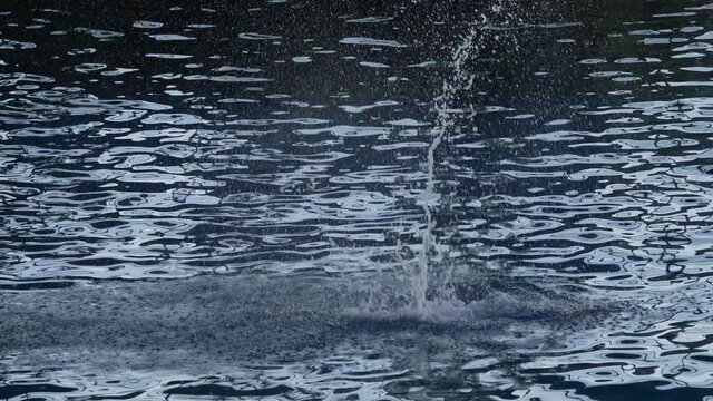 This Video Shows A Dolphin Leaping Out Of Ocean Water In Slow Motion.