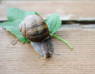 Portrait of a grape snail on a green leaf