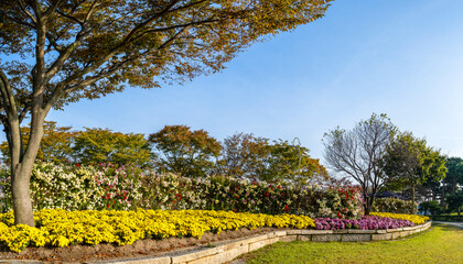 Plakat 곡성 기차마을 장미 축제장의 노랑 국화 꽃밭