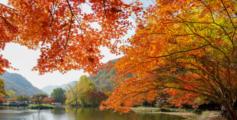 Obraz na płótnie Canvas 장성 백양사 도솔천에 비치는 가을 단풍