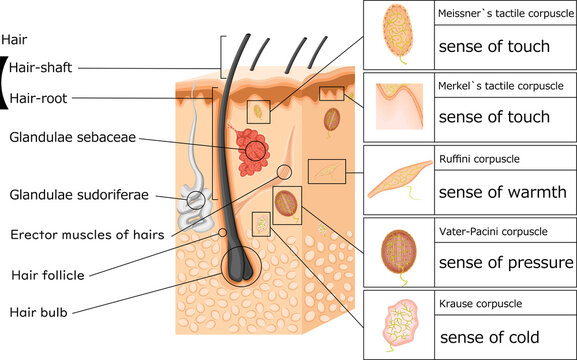 Piloerector Muscle