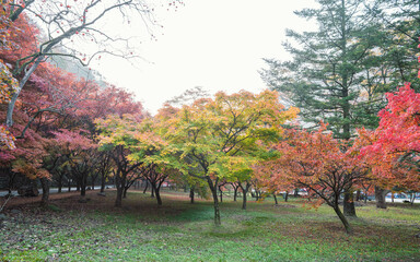 Fototapeta na wymiar 정읍 내장사 경내의 아름다운 가을 단풍