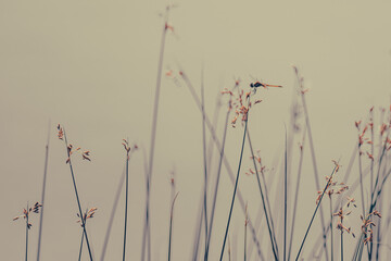 Fototapeta premium Fly Dragon