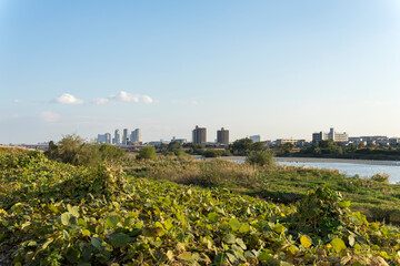 東京世田谷二子玉川から望む川崎武蔵小杉のビル群
