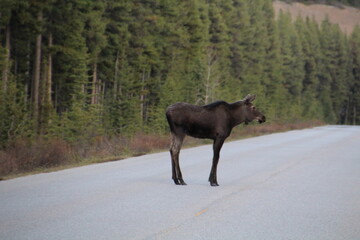 moose in the evening, Jasper National Park, Alberta