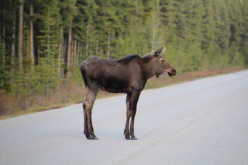Naklejka na ściany i meble Young Moose, Jasper National Park, Alberta