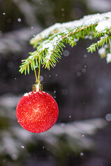 Christmas toy on a Christmas tree branch