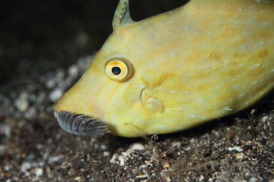 Pez gallo con par&aacute;sito