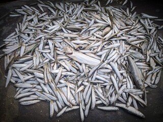 Fish of Teesta river in Bangladesh called Boirali fish.